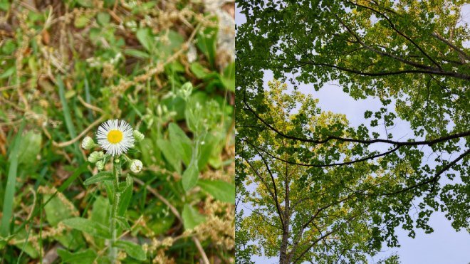 hasil foto alam vivo y600 pro